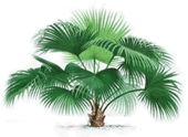 Saw palmetto