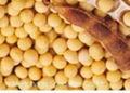 Soybean Extract