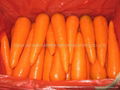 Fresh carrot