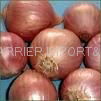 Fresh onion 2