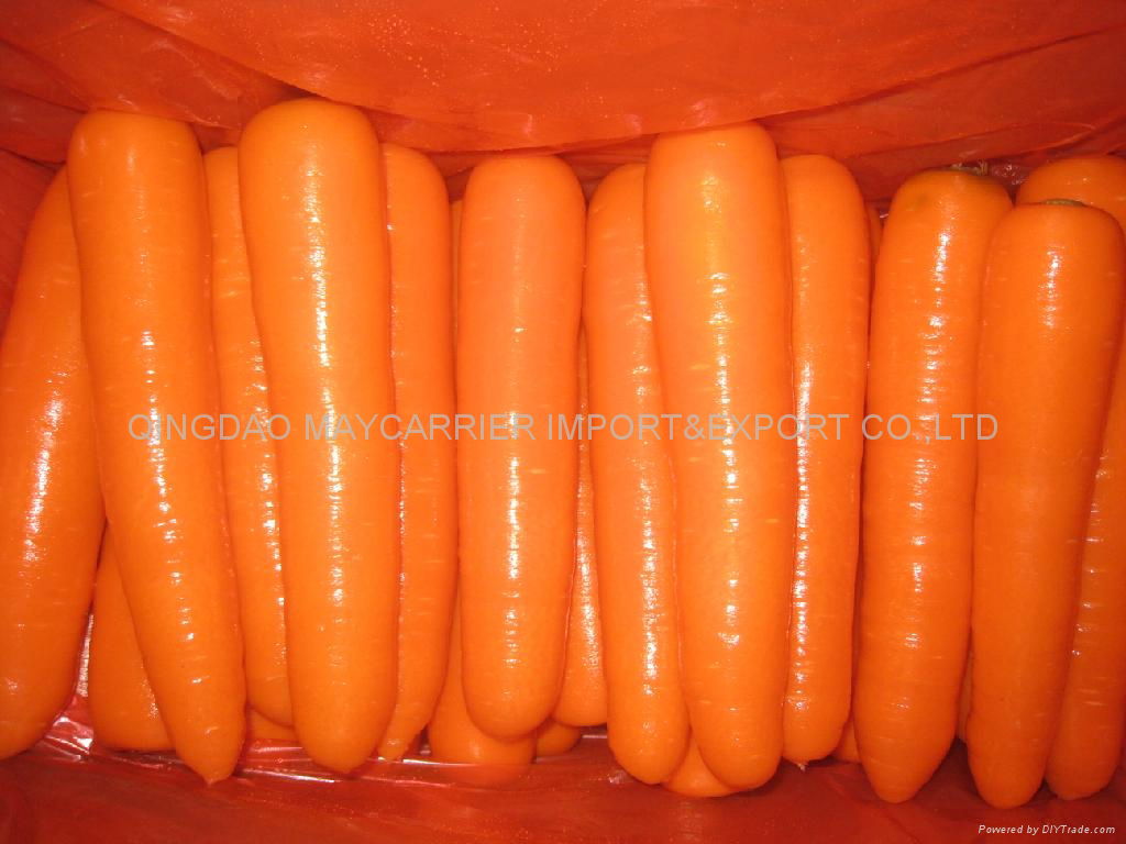 Fresh carrot 3