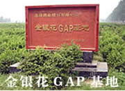 合作建设金银花GAP基地