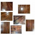 Acacia, China Black Walnut 2