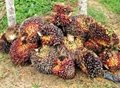 Crude palm Oil