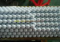 2-piece tournament golf balls 2