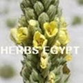 Varbascum & Thyme