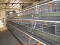 Auto poultry farm equipment 1