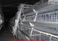 Automatic poultry farming equipment 5