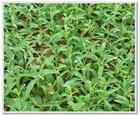 Stevia Extract