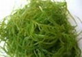 Seaweed Extract 3