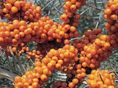 Fructus Hippophae Extract