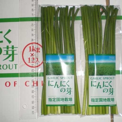 garlic sprout 1