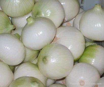 Onion 1