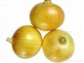 Onion 5