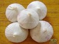single clove garlic 2