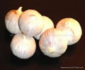 single clove garlic 5