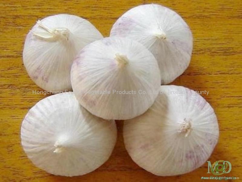 Single clove garlic 2