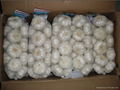 Pure white garlic 1KG 3