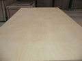 birch plywood