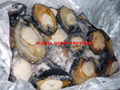 AFRICAN ABALONES