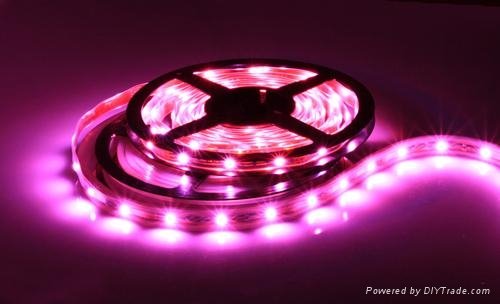 Pink 5050 LED strips with non waterproof 2