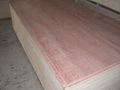 high quality bintangor plywood 2