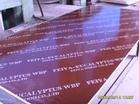 waterproof film faced plywood formwork for marine  with WBP glue 4