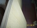 full poplar plywood for furniture 1220x2440mm 4