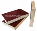 Brown Film Coated Plywood