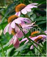 Echinacea Herb P. E. 