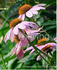 Echinacea Herb P. E.