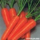 2012 fresh red carrot 2