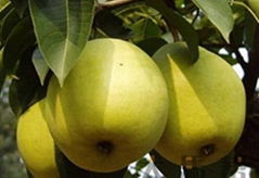 fresh pear