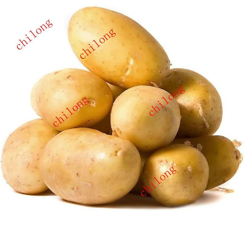 fresh potato