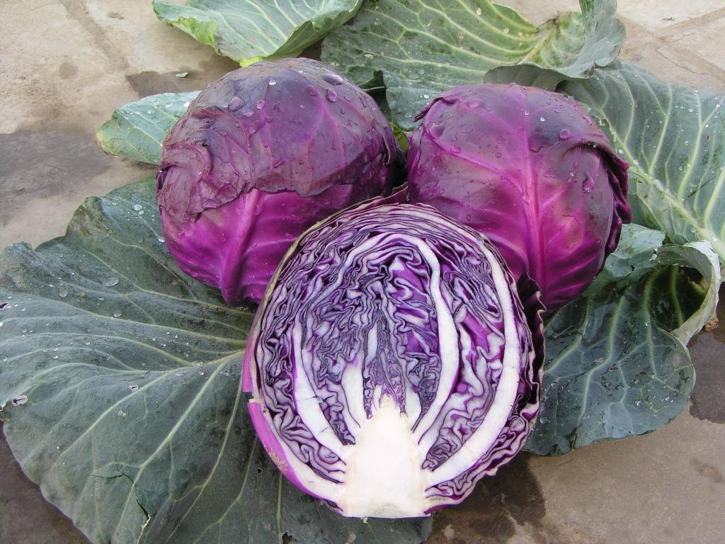 2012 chineses fresh cabbage
