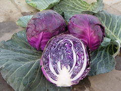 2012 chineses fresh cabbage