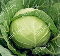 fresh green cabbage 1