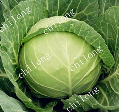 fresh green cabbage