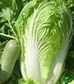 fresh green cabbage 2