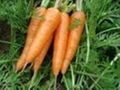 2012 fresh carrot 2