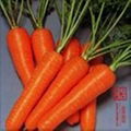 2012 fresh carrot 3