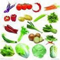 fresh vegetables 1