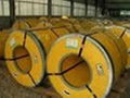 Stainless Steel Coil  304 316 310