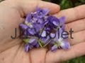 Violet, Horse gram,Pistacia integerrima 1