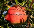 Punica granatum