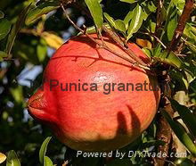 Punica granatum