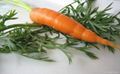 carrot 2