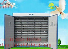 duck  egg incubator 