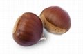 Sweet chestnut 1