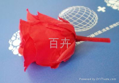 preserved Flowers ）red（ 4